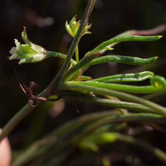 Centella fusca