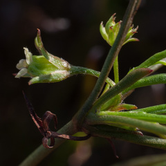 Centella fusca