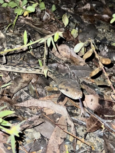 Australian Scrub Python sighting