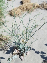 Eriogonum deflexum