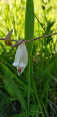 Cleistesiopsis bifaria