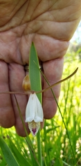 Cleistesiopsis bifaria