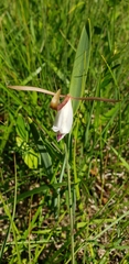 Cleistesiopsis bifaria