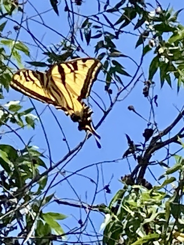 iNaturalist observation photo of Western Tiger Swallowtail
