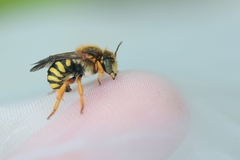 Anthidium