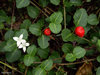 Partridgeberry - Photo (c) Susan Elliott, some rights reserved (CC BY-NC), uploaded by Susan Elliott