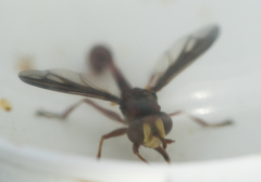 Physocephala burgessi