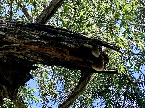 iNaturalist observation photo of Western Honey Bee