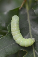 Orthosia cerasi