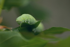 Orthosia cerasi