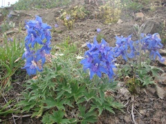 Delphinium brachycentrum