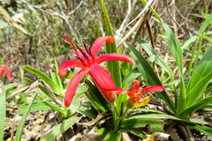 Barbacenia tomentosa