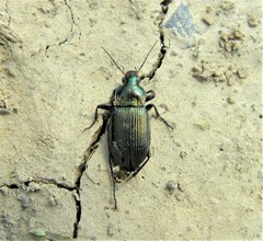 Poecilus cupreus
