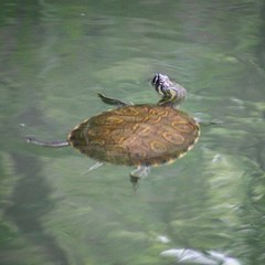 Trachemys venusta cataspila
