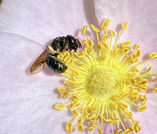 iNaturalist observation photo of Small Carpenter Bees
