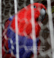 Eclectus roratus