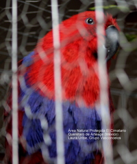 Eclectus roratus