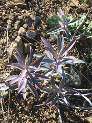 Euphorbia macroclada