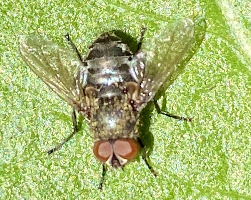 iNaturalist observation photo of Flies