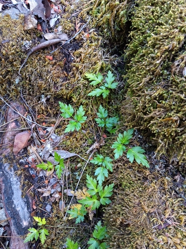 Image of Coptis laciniata by no rights reserved
