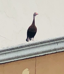 Dendrocygna autumnalis