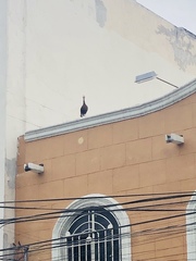 Dendrocygna autumnalis