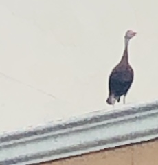 Dendrocygna autumnalis