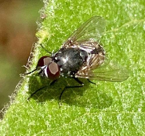 iNaturalist observation photo of Flies