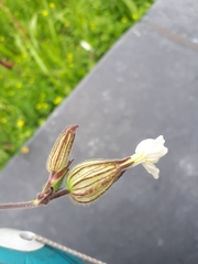 Silene latifolia