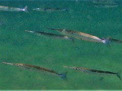 Hyporhamphus