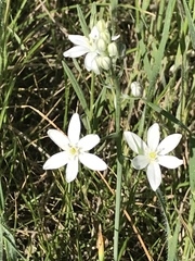 Ornithogalum oligophyllum