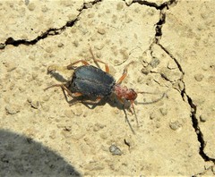Brachinus crepitans