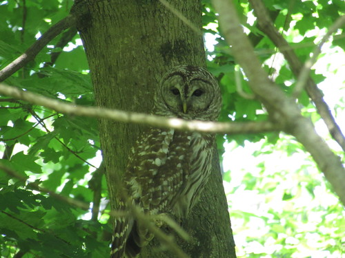 Barred Owl photographed in Delaware