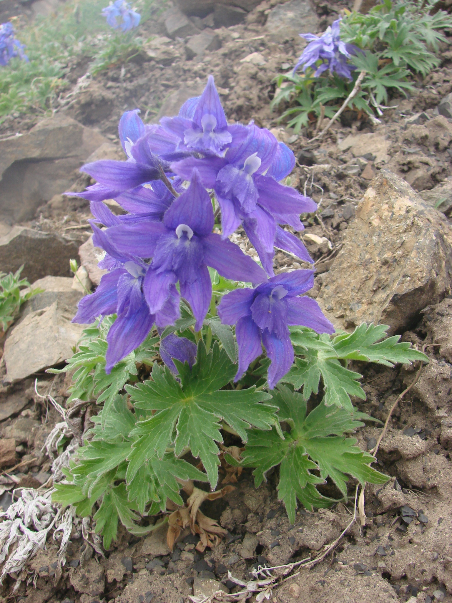 Delphinium brachycentrum
