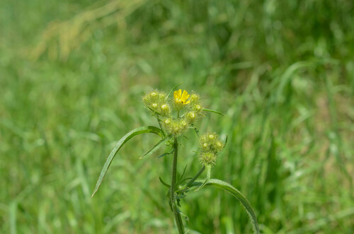 Crepis setosa iNat (3)