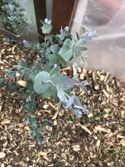 Eucalyptus cinerea