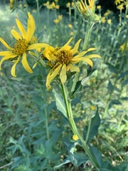 Verbesina helianthoides