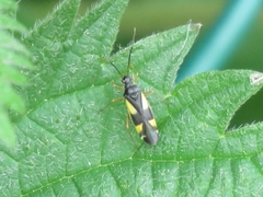 Dryophilocoris flavoquadrimaculatus