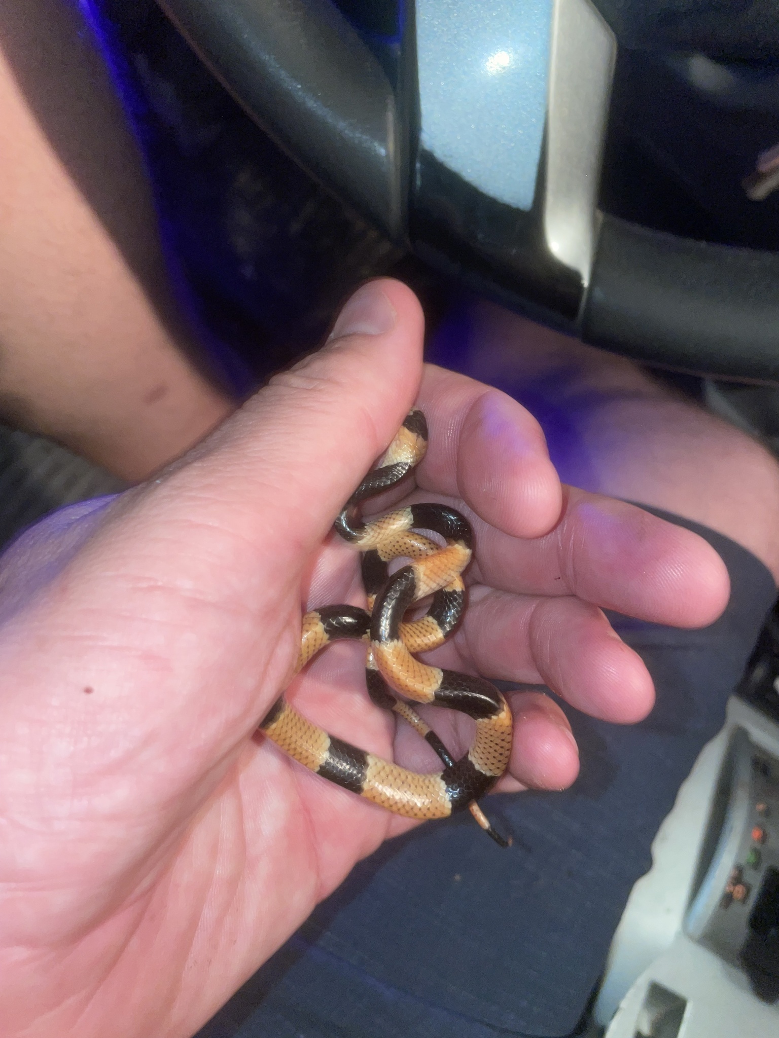 Gaige's Thirst Snail-Eater photo 3