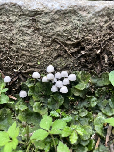 Coprinellus disseminatus