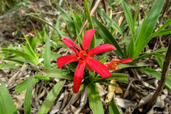 Barbacenia tomentosa