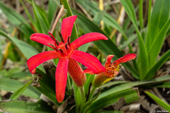 Barbacenia tomentosa