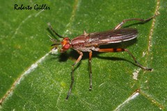 Sepedomerus
