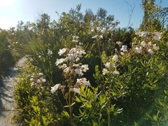 Penstemon multiflorus