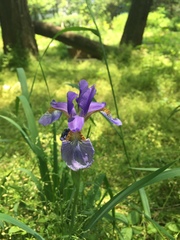 Iris sanguinea