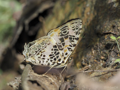 Symbrenthia hypselis