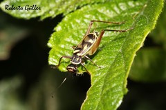 Phylloscyrtus amoenus