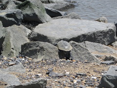 Malaclemys terrapin