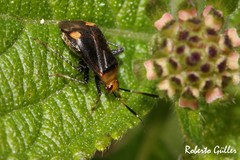 Horciasinus argentinus