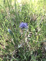 Globularia trichosantha